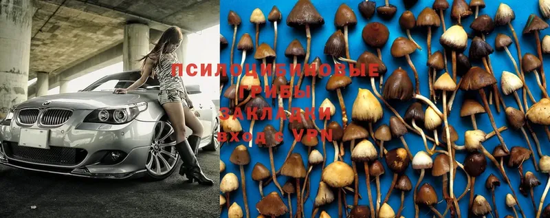 где купить наркоту  Дигора  Галлюциногенные грибы MAGIC MUSHROOMS 